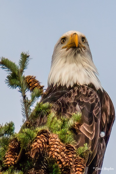 Eye to Eye with White Feather - Eagles & Raptors - Rising Moon NW Photography 