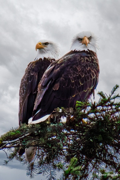 Angry Mrs Eagle - Eagles & Raptors - Rising Moon NW Photography 