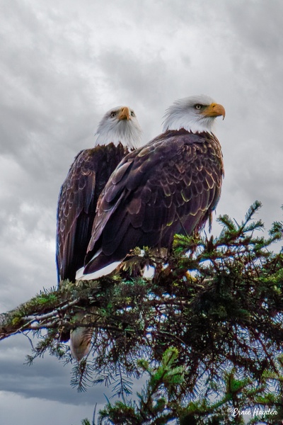 Cute Couple - Eagles & Raptors - Rising Moon NW Photography