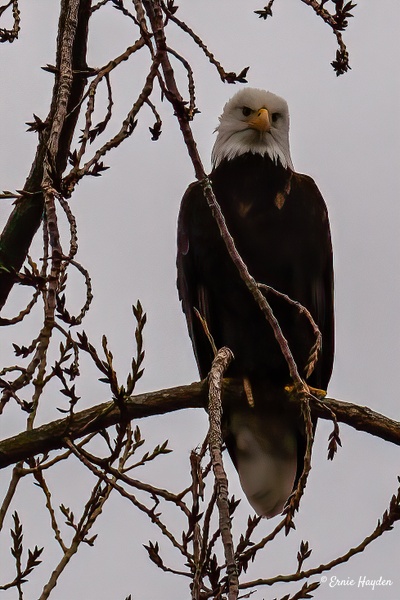 Yes??? - Eagles & Raptors - Rising Moon NW Photography