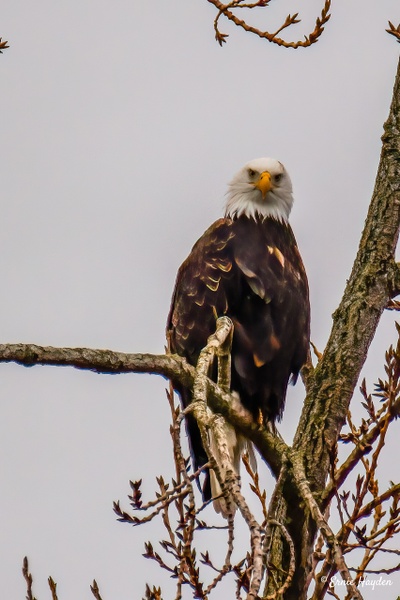 Here's Looking at You! - Eagles & Raptors - Rising Moon NW Photography 