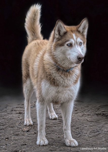 Husky-Dog-Art-016 - Pet Illustrations - LuminousLight 