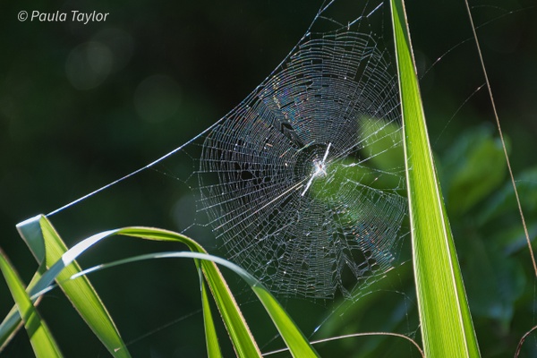 Sparkle Web - Wildlife - Paula Taylor Photography
