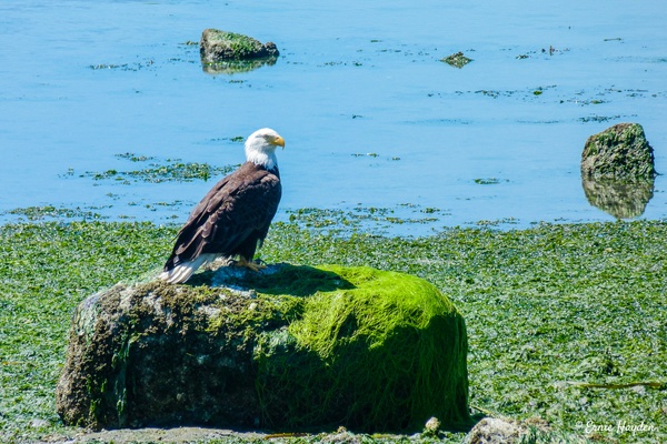 Majestic Eagle Overlooking Beach - Eagles - RisingMoonNW 