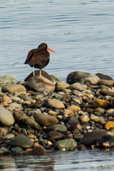 Rocky Shore Oyster Catcher - Waterbirds - RisingMoonNW 