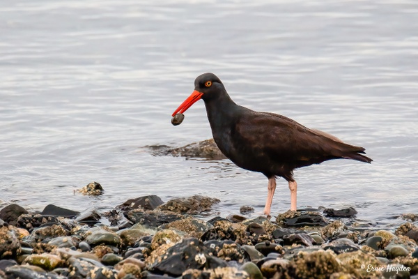 Oyster Catcher with a Limpett - Waterbirds - RisingMoonNW 