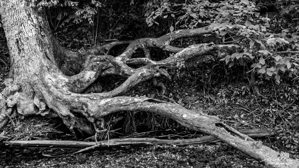 Gnarled Roots of Life - Portfolio - Harold Rau 