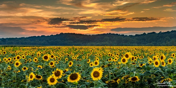 Sunflowers at Sunset - Portfolio - Harold Rau 