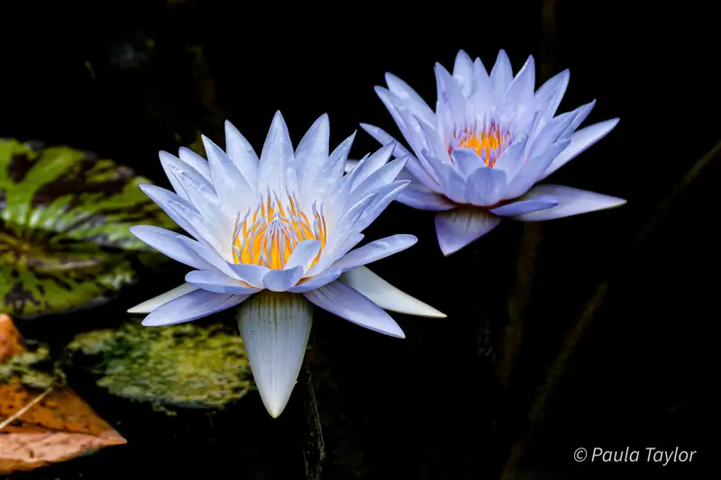 Blue Star Water Lily's