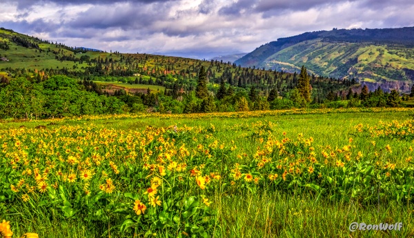 lSpring colors above Columbia Gorge - Oregon Smiles (Landscape) - Ron Wolf Photography 
