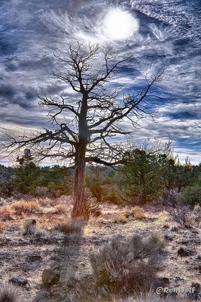 Celebration the Life of a Juniper Tree. Central Oregon near Redmond - Oregon Smiles (Landscape) - Ron Wolf Photography