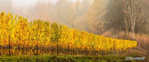 Autumn Vines Enjoying the Cooling Mist - Oregon Smiles (Landscape) - Ron Wolf Photography