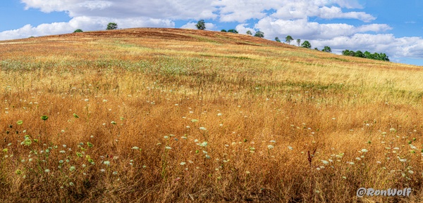 Hillside Farming in Oregon - Oregon Smiles (Landscape) - Ron Wolf Photography 