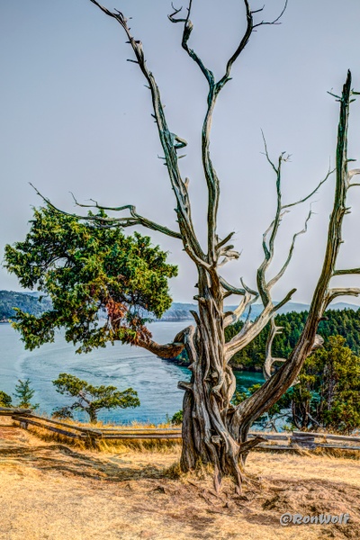 Twisted Juniper Tree.  Anacortes, Washington ((Junipers Have Age Lines)) - America's Memories - Ron Wolf Photography 