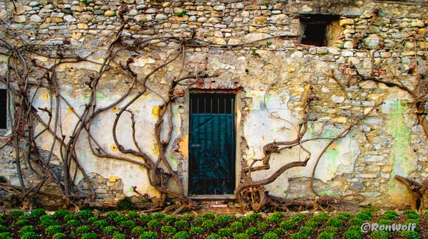 Dancing Vines on  a Roman Wall in Lake Como, Italy - Europe's Richness - Ron Wolf Photography