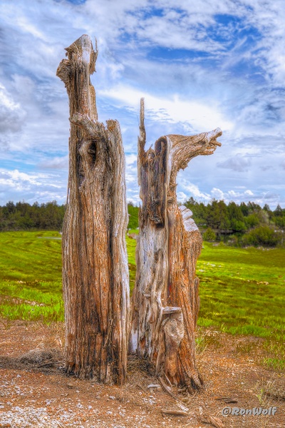 An Odd Juniper Couple - Just for Fun (misc) - Ron Wolf Photography