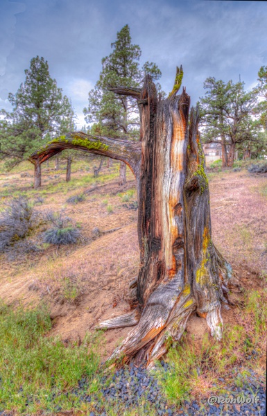 Making a Point About Tree Life, Juniper Tree, Redmond OR - Just for Fun (misc) - Ron Wolf Photography 