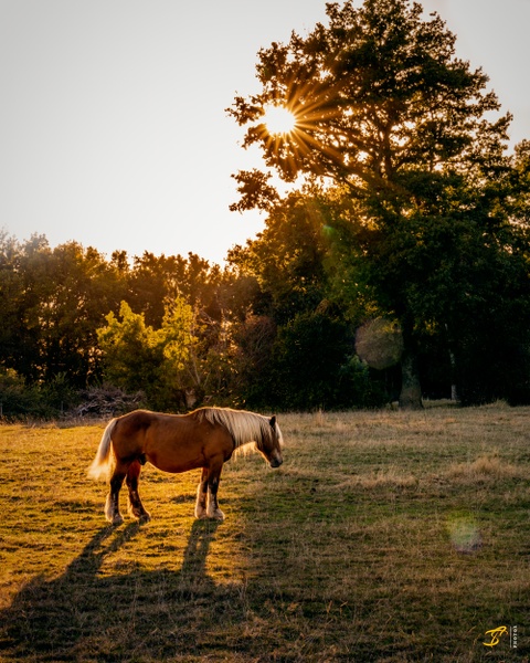 Horse, 2020 - Wildlife Photography - Thomas Speck Photography