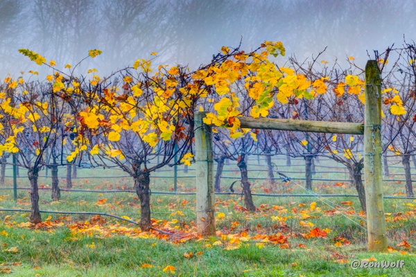 Brilliant  Color of a Vineyard,  Kissed by Fog - MORE: Oregon Smiles - Ron Wolf Photography