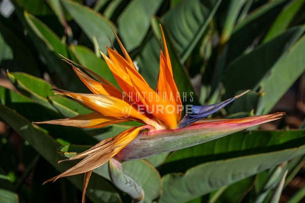Bird-of-paradise-flower-Madeira - MADEIRA - Photographs of Europe
