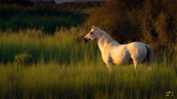 Camargue horse, 2021 - Wildlife - Thomas Speck