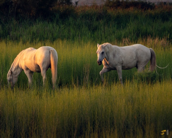 Camargue Horses, 2021 - Wildlife - Thomas Speck 