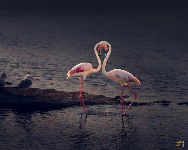 Flamingo Romance, France, 2021 - Wildlife - Thomas Speck