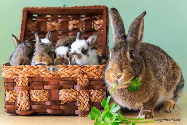 Family1 - Bunnies - Waggin' Tales  Photography