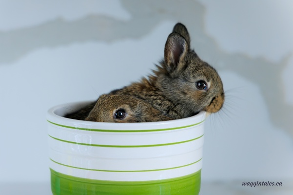 2 bunnies - Bunnies - Waggin' Tales  Photography