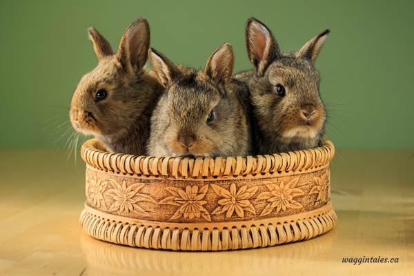 3 bunnies - Bunnies - Waggin' Tales  Photography 