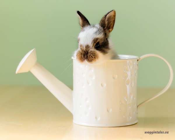 bunny in a watering can - Bunnies - Waggin' Tales  Photography 