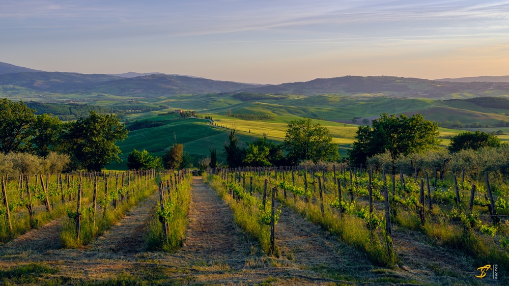 Vineyards, Toscana, 2022