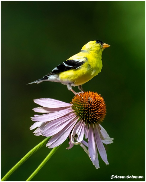 American Goldfinch 2_Shelton_179_July_29_2022_NYC Butterflies copy - NATURE - Norm Solomon Photography 