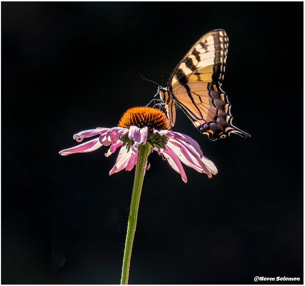 Backlit Tiger Swallowtail_Shelton_269_July_21 _2022_Butterflies copy - NATURE - Norm Solomon Photography 