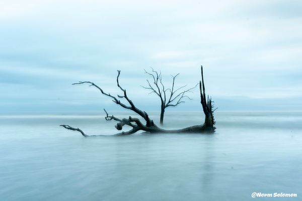BONEYARD Outer Banks - NATURE - Norm Solomon Photography