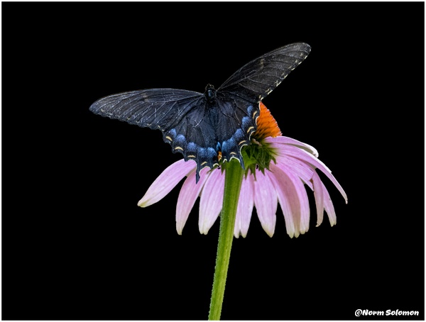 Black Swallowtail_Shelton_188_July_21 _2022_Butterflies copy - NATURE - Norm Solomon Photography 