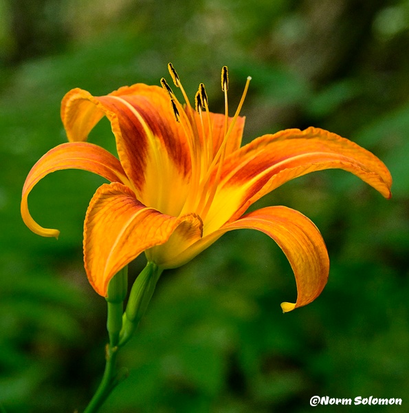 Day Lily_1 - NATURE - Norm Solomon Photography