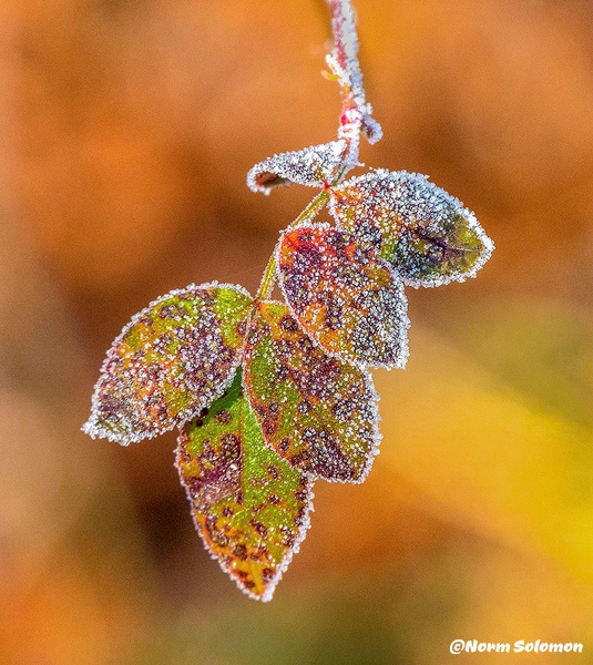 First Frost - NATURE - Norm Solomon Photography 