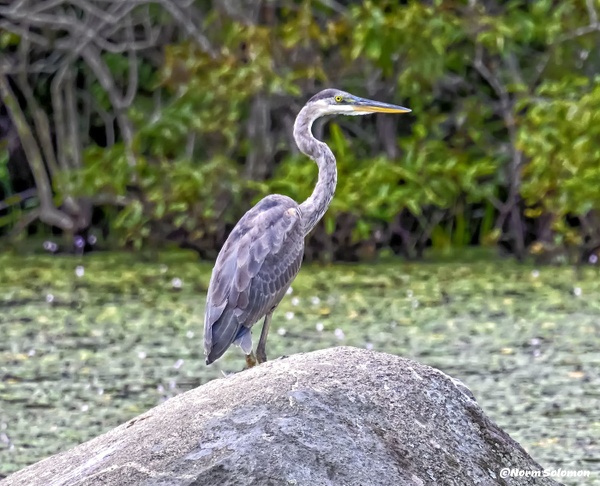 Heron on Watch_FINAL__2__019__8_31_21_74  copy 6 - NATURE - Norm Solomon Photography