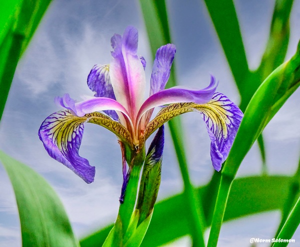 Northern Blue Iris in the Wild - NATURE - Norm Solomon Photography 