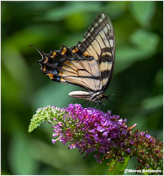 Pink 2 Bush Swallowtail_Shelton__141_July_26_2022_Butterflies copy - NATURE - Norm Solomon Photography