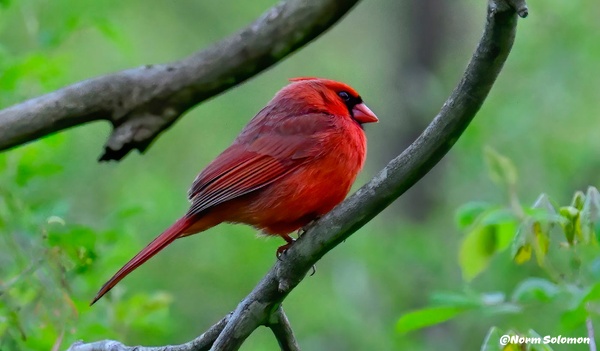 Northern Cardinal 1_C - NATURE - Norm Solomon Photography 