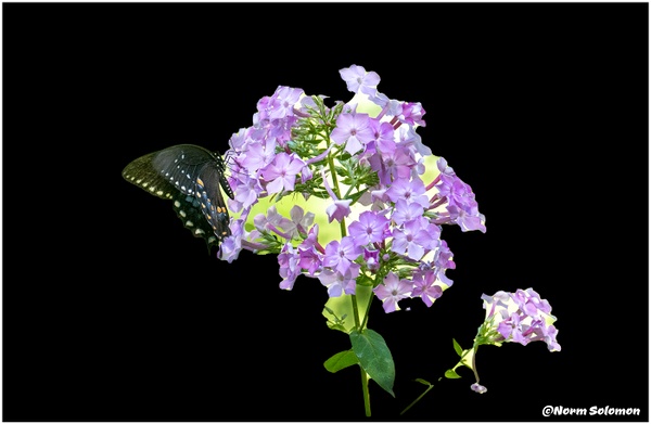 Purple Phlox and Black Swallotail_57_7_27_22 - NATURE - Norm Solomon Photography 