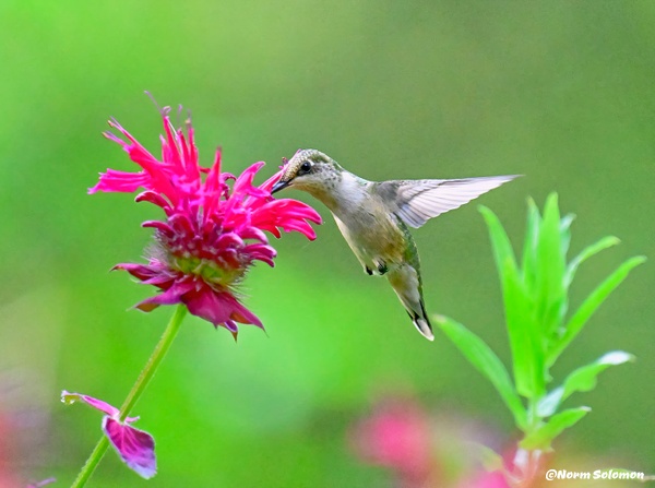 Ruby Throated Humming Bird FEEDING_225__COPY 2 - NATURE - Norm Solomon Photography