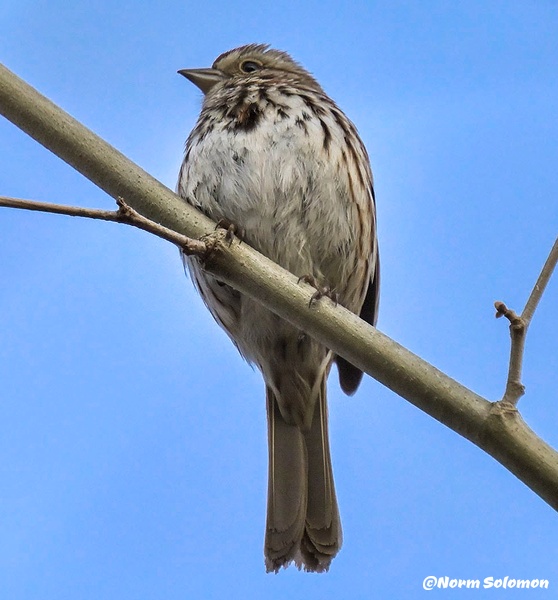 Song Sparrow - NATURE - Norm Solomon Photography