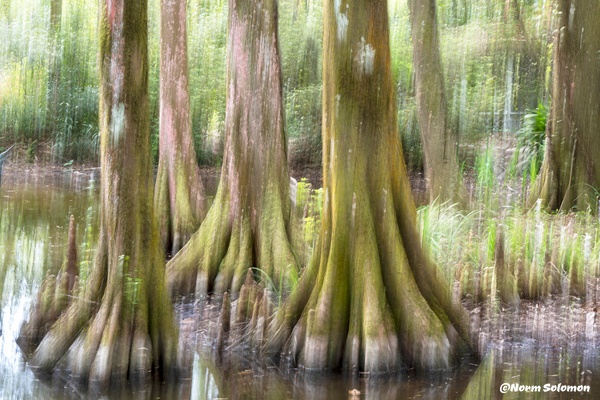 Trees in Motion_1 - NATURE - Norm Solomon Photography 