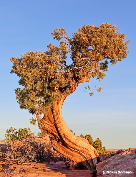 Twisted Junioer Tree at Dead Horse Point_COMP__1511_2  copy 2 - NATURE - Norm Solomon Photography 