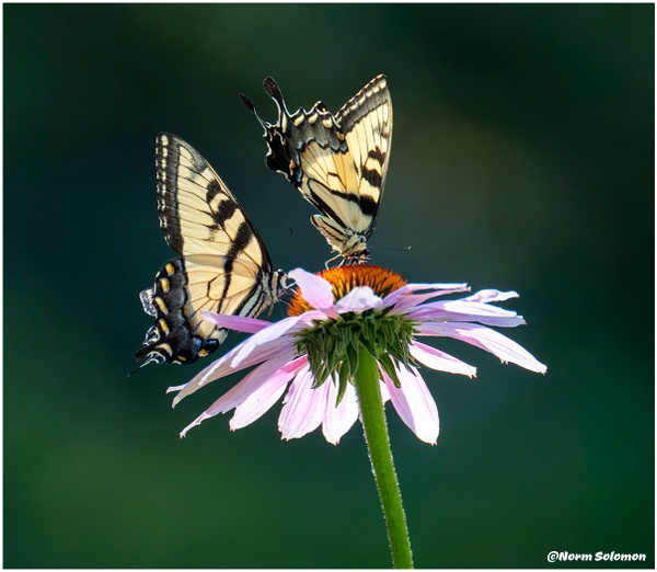 Two Tiger Swallowtailes_Shelton_156_July_21 _2022_Butterflies copy - NATURE - Norm Solomon Photography