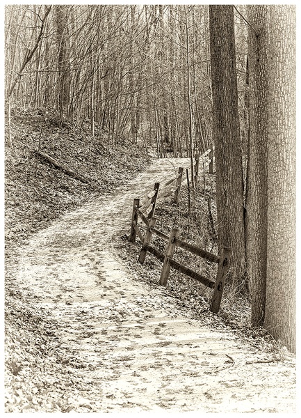 Snowy Path - MONOCHROME - Norm Solomon Photography