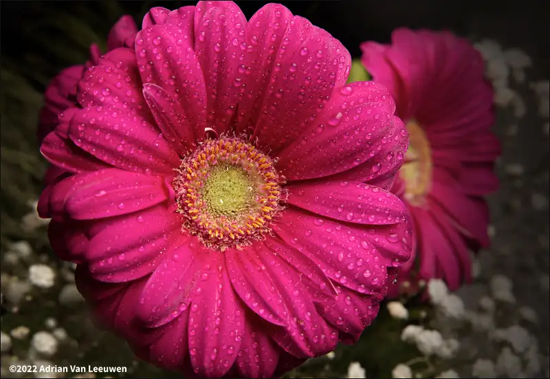 Gerbera-Pink-Flowers